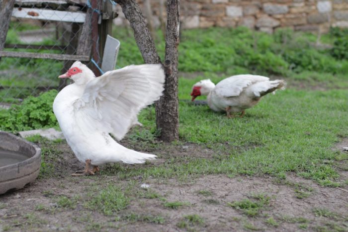 Two White Ducks